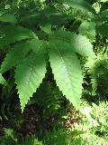 American Chestnut / Castanea dentata 